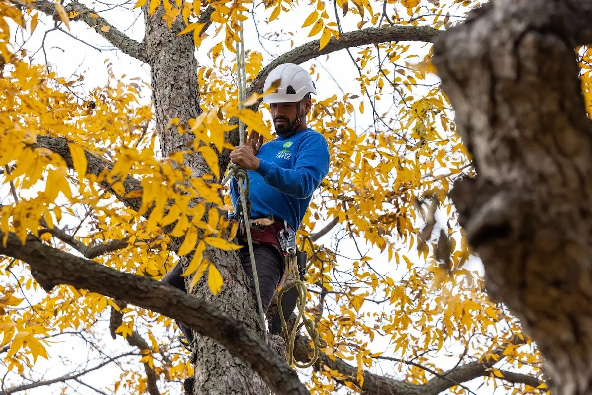 Skilled Tree Planting crew working in West York
